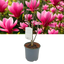 Magnolia Tulip