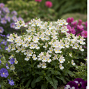 Nemesia Lady Mary Plant (5L Pot)