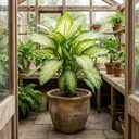 Dieffenbachia Camilla Dumb Cane Plants