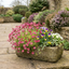 Set of 3 or 6 Saxifrage Marto Rose Hardy Alpine Evergreen Perennial Plants, Pink Rockery Ground Cover, Outdoor Garden Ready, 1 Litre Root-Ball