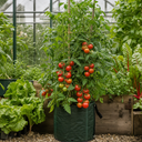 Alicante Tomato Plants