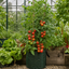 1 Alicante Tomato Plant, Live Outdoor Garden Ready, Grow Your Own Tomatoes, 2 Litre Root Ball