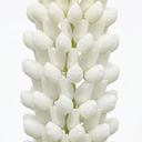 Lupin West Country Polar Princess Plant (3L Pot)