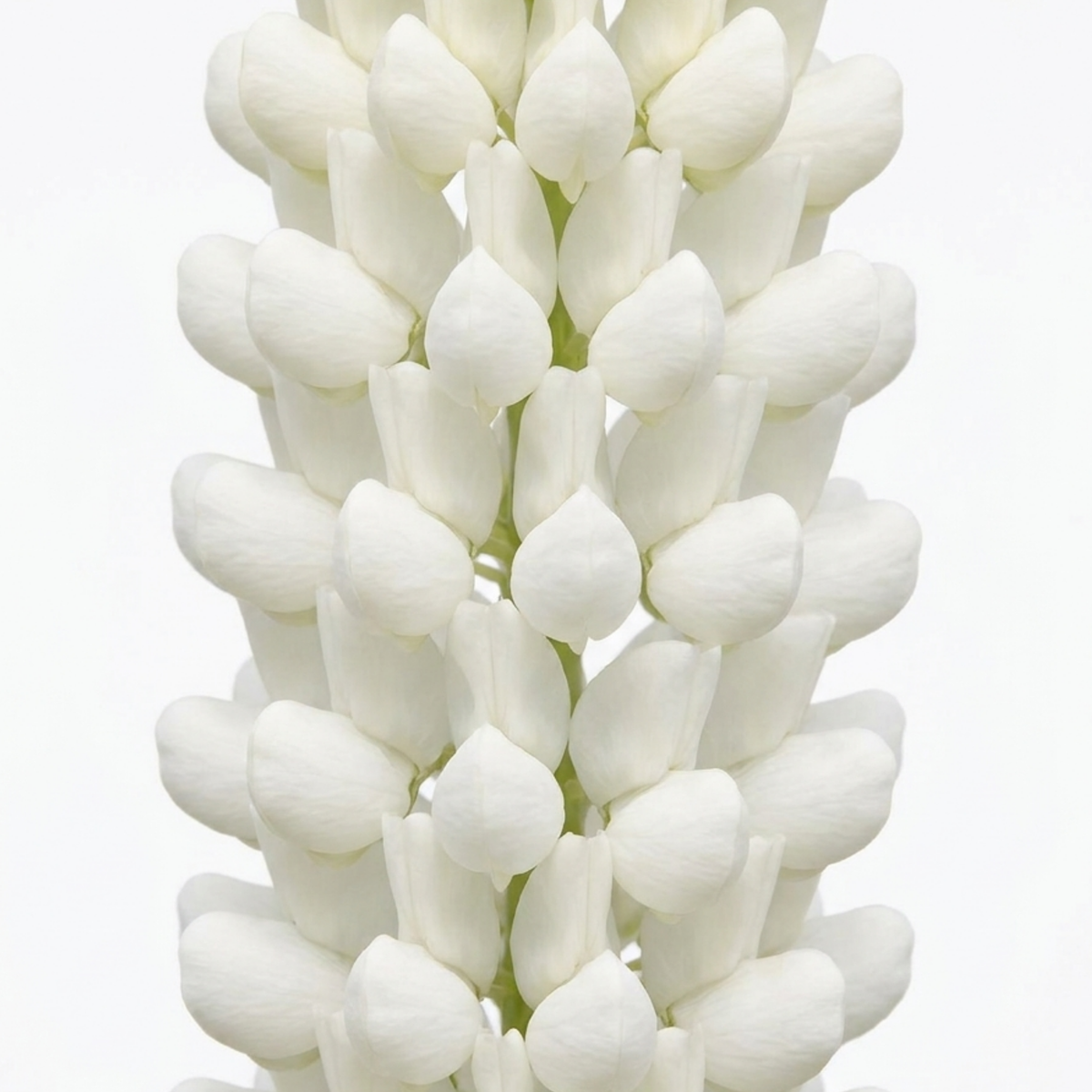 Lupin 'Polar Princess' – Hardy Perennial (3L Pot)