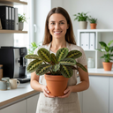 3 Jungle Shelf Trailing Houseplants Plant (1L Pot)