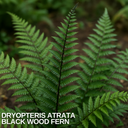 1 Large, Outdoor Garden Ready Plant - Wood Fern Dryopteris Atrata, 2L Pot