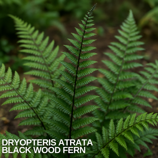 Upright fern frond with finely cut dark green leaflets on a near-black stem