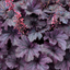 Heuchera Grape Timless