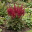1 Large Plant - Astilbe Music Series Red, Ready to Plant in Your Garden, 5L Pot