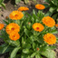 Set of 3 or 6 Garden Ready Plants – Calendula ‘Fiesta Orange’, Ready to Plant