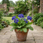 1 Primula Oakleaf Blue Perennial Plant, Hardy Spring Flowering Garden Ready, 2 Litre Root-Ball