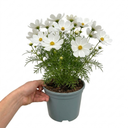 Cosmos Apollo White Plant (2L Pot)