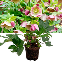 Hellebore Pirouette Plant