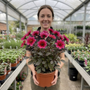 Dahlia Dahlegria Pink Flame Plant (3L Pot)