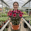 1 Large Plant - Dahlia Dahlegria Pink Flame, Ready to Plant in Your Garden, 3L