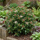 Viburnum Tinus Evergreen Hedge Plants