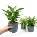 Peace Lily Plant (1L Pot)