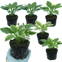 Hosta Growers' Mix Plants (Set of 3 or 6)