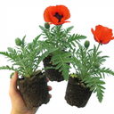 Papaver Orientale Beauty of Livermere Plants (Set of 3 or 6)