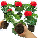 Geranium Toscana Mylena Plants (Set of 3 or 6)