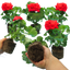 Set of 3 or 6 Large Plants - Geranium Toscana Mylena, Ready to Plant in Your Garden
