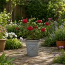 3Ltr Red Patio Rose Plant in Nursery Pot, Outdoor Pots