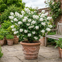 Philadelphus Virginal Mock Orange Plants