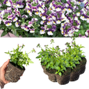 Nemesia Nuvo Purple Bicolour Plants (Set of 3 or 6)