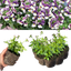 Set of 3 or 6 Large Plants - Nemesia Nuvo Purple Bicolour, Ready to Plant in Your Garden