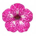 Grape Vitis Supernova Pink Plants