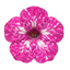 1 Grape Vitis Supernova Pink Plant, Outdoor Hardy Grape Vine for Garden, 3 Litre Root-Ball