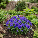 3 Pansy Delta Pro Marina Plants