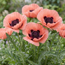 Papaver Orientale Victoria Louise Poppy Plants (Set of 3 or 6)