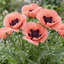 Set of 3 or 6 Papaver Orientale Victoria Louise Hardy Perennial Poppy Plants, Outdoor Garden Ready, 1 Litre Root-Ball