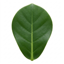 Clusia Rosea Autograph Tree Plants