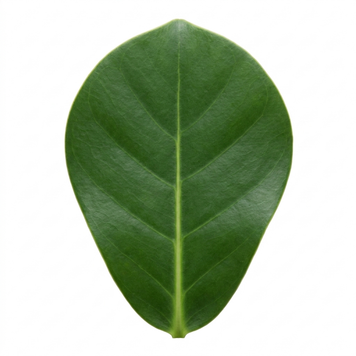 Clusia rosea (Autograph Tree) – Evergreen Houseplant (2L Pot)