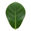 1 Clusia Rosea Autograph Tree Live Houseplant, Easy Care Indoor Tropical Plant, 17cm Root Ball