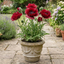 1 Oriental Papaver Red Rumble, Hardy Perennial Red Poppy Plant, Summer Flowering, 3L Root Ball