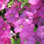 Set of 3 or 6 Large Plants - Petunia Easy Wave Pink, Outdoor Garden Ready