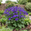 Senetti Violet Pericallis Plants