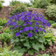 1 Senetti Violet Pericallis Plant, Colourful Outdoor Summer Bedding Flower, Garden Ready, 17cm Root-Ball