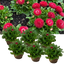 Set of 3 or 6 Garden Ready Plants – Bellis Habanera ‘Red’, Ready to Plant in Your Garden