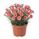 Cottage Pinks Dianthus Sugar Coral Plant