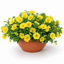Petunia Bees Knees Plants