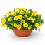 1 Petunia Bees Knees Flowering Plant, Outdoor Garden Ready, Summer Patio Bedding, 21cm Root Ball