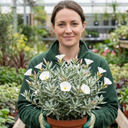 Convolvulus Cneorum Silver Bush Plants
