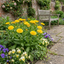Set of 3 or 6 Garden Ready Plants – Calendula ‘Fiesta Yellow’, Ready to Plant