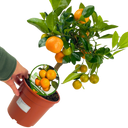 Mini Calamondin Plant