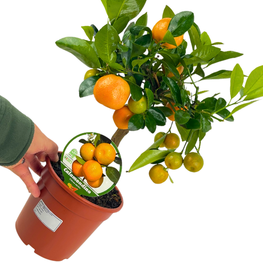 Calamondin – Mini Evergreen Citrus Tree (15cm Pot)