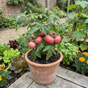 Tomato Rose Crush Variety Plants (Set of 3 or 6)